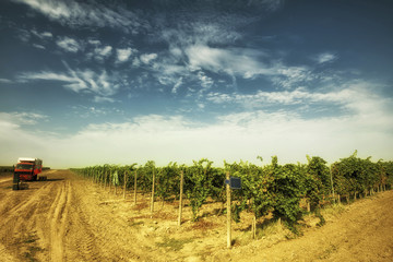 Wine Country Vineyard Field 