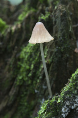 Mycena epipterygia mushroom