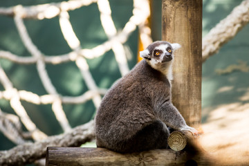 Portrait of Lemur in a zoo.