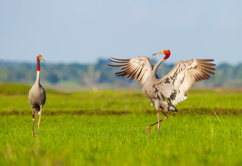  Eastern Sarus Crane (Grus antigone)