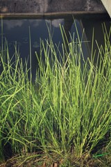 Obraz premium Vetiver grass