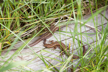 Fototapeta premium Lizard on boards