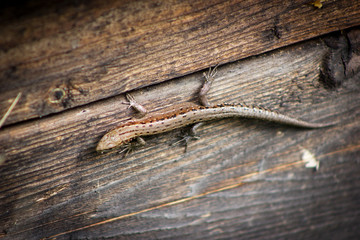 Lizard on boards