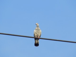Pigeon on cable