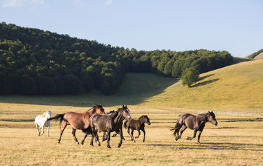 Gruppo di cavalli mustang al trotto