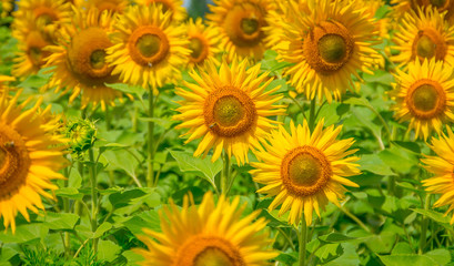 Fototapeta na wymiar Blooming sunflowers 
