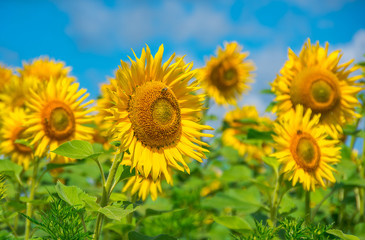 Blooming sunflowers 