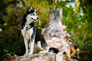 Young Happy Husky Eskimo Dog Sitting On Trunk Of A Fallen Tree