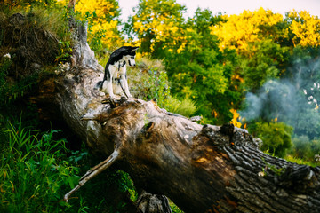 Young Happy Husky Eskimo Dog Sitting On Trunk Of A Fallen Tree © Great Brut Here