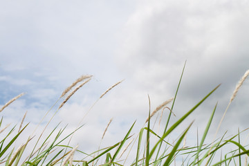 dry grass and cloudy sky