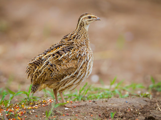 Portrait of female Rain Quail (Coturnix coromandelica) 