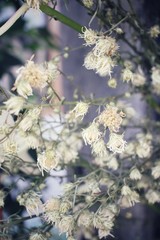 Vintage spring flowers