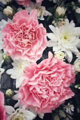 Carnations flower