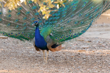 Peacock portrait with open wings.
