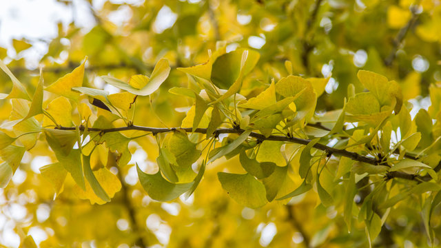 Autumn yellow leaves branch