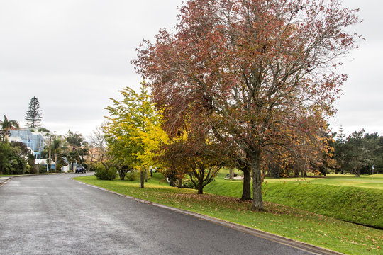 Autumn trees