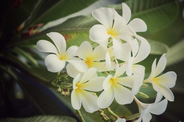 Fototapeta na wymiar White frangipani flower on tree
