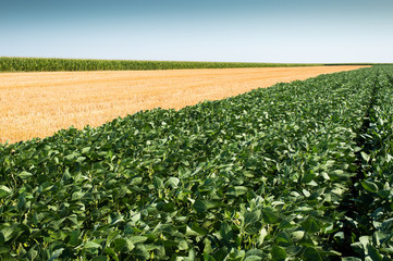 Soybean Field