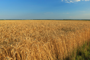 Wheat field against a blue sky