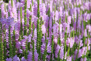 Pink flowers in the summer