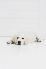 Exhausted puppy resting on studio floor