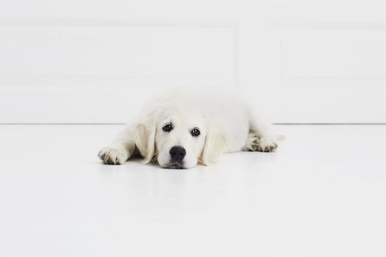 Tired puppy lying on floor, portrait