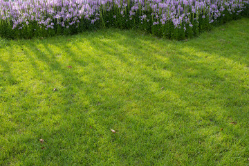 Naklejka premium Pink flower beds and lawns