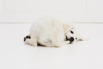 Playful white puppy on floor, portrait