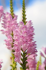 Pink flowers in the summer