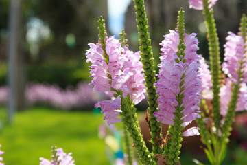 Pink flowers in the summer