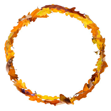 Autumn oak leaves frame in circle shape, isolated on white background.