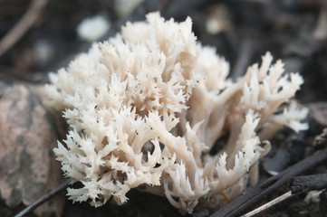 Clavulina cristata mushrooms