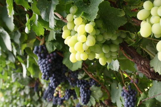 Uvas brancas em primeiro plano e uvas pretas em segundo plano