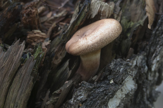 Paxillus mushroom