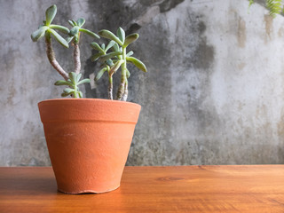 Small tree in flowerpot on wood table and wall background