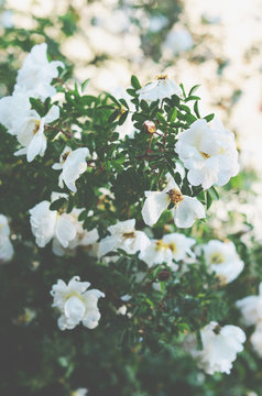 White dog roses bush with puffy flowers