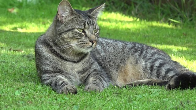 gray tabby cat lying on the meadow 