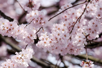 Sakura flower or cherry blossoms.