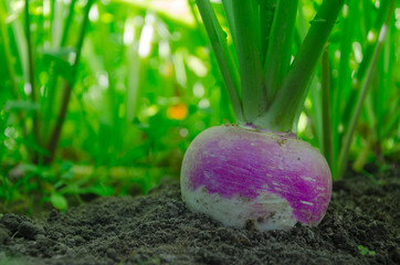 Turnip in the ground - 90295517