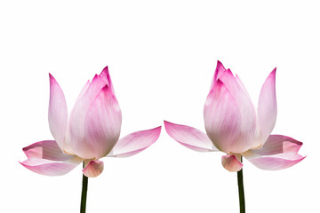 Obraz na płótnie Canvas beautiful lotus with isolated background