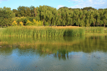 Fototapeta na wymiar Wetland Landscape