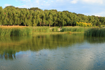 Fototapeta na wymiar Wetland Landscape