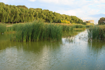Wetland Landscape