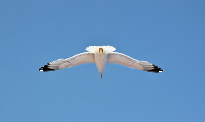 Gabbiano in volo su cielo blu