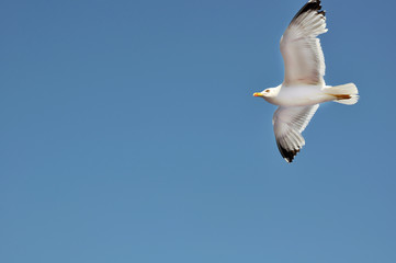 Gabbiano in volo su cielo blu
