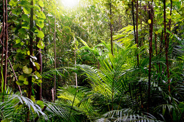 Obraz premium Dżungla tło, Krabi, Tajlandia