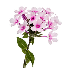 Fototapeta na wymiar Pink flower phlox, isolated on white background