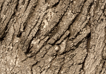Linden tree bark texture.