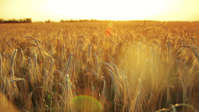 field of ripening wheat against the backdrop of the setting sun