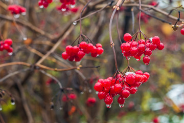 Калина под первым снегом